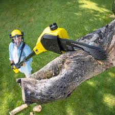 Best Lawn Renovation and Restoration  in Tainter Lake, WI